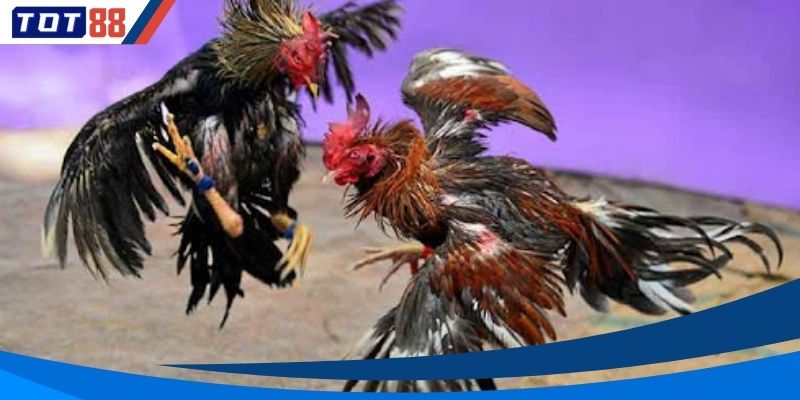 Tìm hiểu sơ lược về tính năng hoàn trả đá gà